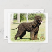 Iers waterspaniel 9R032D-232 Briefkaart (Voorkant / Achterkant)