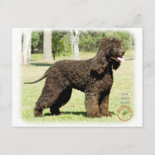 Iers waterspaniel 9R032D-232 Briefkaart