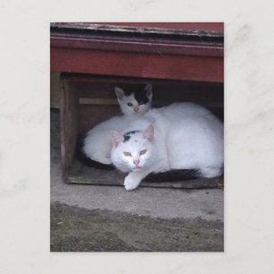 Ierse katten nemen schouderklopje op een regenacht briefkaart