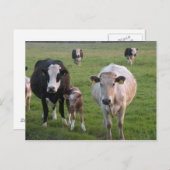 Ierse koeien briefkaart (Voorkant / Achterkant)
