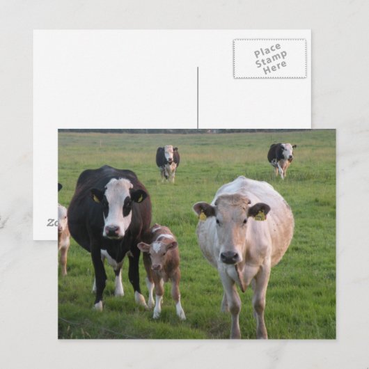 Ierse koeien briefkaart (Voorkant / Achterkant)