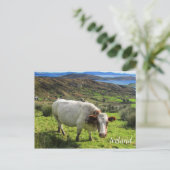 Ierse kool, Ring Kerry, Briefkaart Ierland (Staand voorkant)