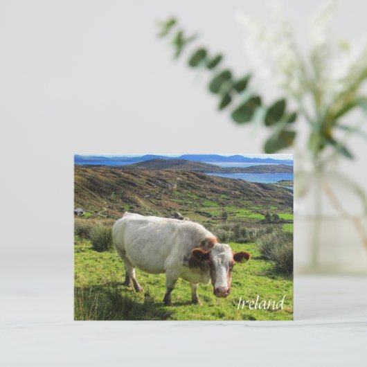 Ierse kool, Ring Kerry, Briefkaart Ierland (Staand voorkant)