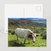 Ierse kool, Ring Kerry, Briefkaart Ierland (Voorkant / Achterkant)