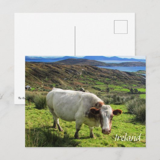 Ierse kool, Ring Kerry, Briefkaart Ierland (Voorkant / Achterkant)