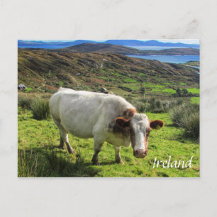 Ierse kool, Ring Kerry, Briefkaart Ierland