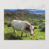 Ierse kool, Ring Kerry, Briefkaart Ierland (Voorkant)