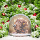 Ierse Rode Setter, Ierse Setter Sneeuwbol (Kerstmis)