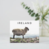 Ierse schapen op het Briefkaart Rocks (Staand voorkant)