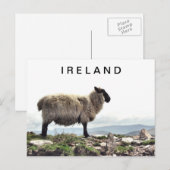 Ierse schapen op het Briefkaart Rocks (Voorkant / Achterkant)