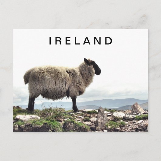 Ierse schapen op het Briefkaart Rocks (Voorkant)