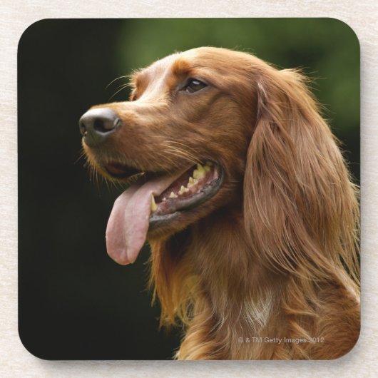 Ierse Setter 2 Bier Onderzetter (Voorkant)
