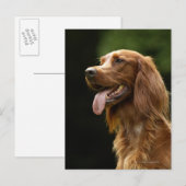 Ierse Setter 2 Briefkaart (Voorkant / Achterkant)