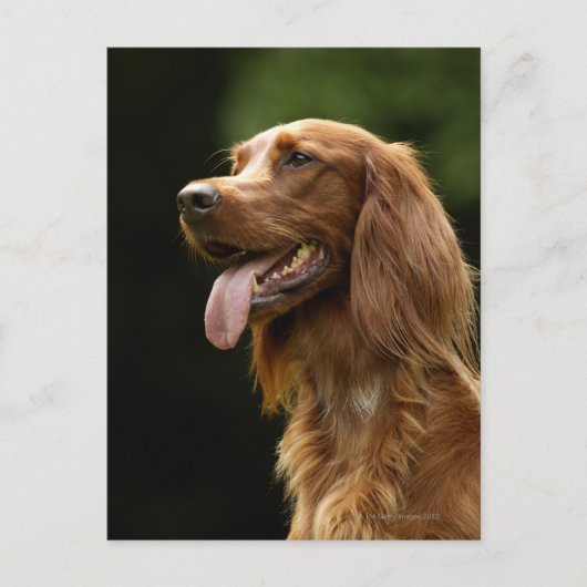 Ierse Setter 2 Briefkaart (Voorkant)