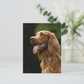 Ierse Setter 2 Briefkaart (Staand voorkant)