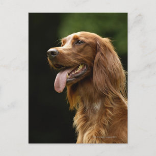 Ierse Setter 2 Briefkaart