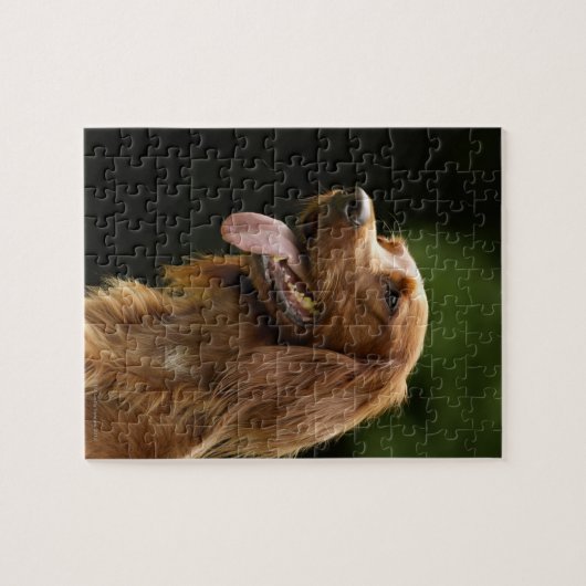 Ierse Setter 2 Legpuzzel (Horizontaal)