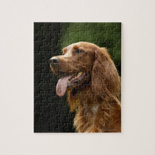 Ierse Setter 2 Legpuzzel (Verticaal)