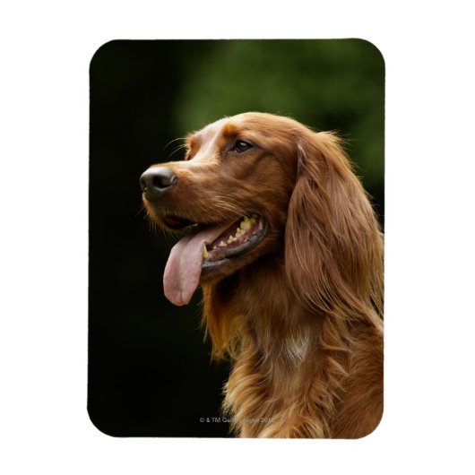 Ierse Setter 2 Magneet (Verticaal)