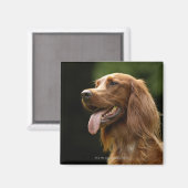 Ierse Setter 2 Magneet (Voorkant / Achterkant)