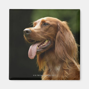 Ierse Setter 2 Magneet