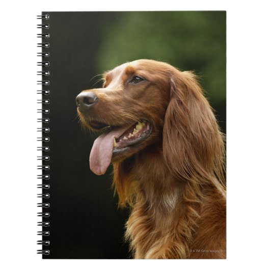 Ierse Setter 2 Notitieboek (Voorkant)
