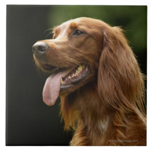 Ierse Setter 2 Tegeltje