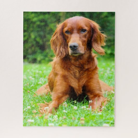 Ierse Setter hond. Legpuzzel (Verticaal)