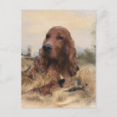 Ierse setter jacht fazant, kunst briefkaart (Voorkant)