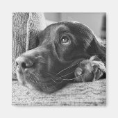 Ierse setter magneet (Voorkant)