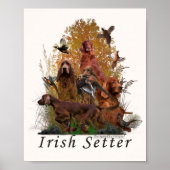 Ierse setter poster (Voorkant)