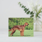 Ierse setter vol 2 briefkaart (Staand voorkant)