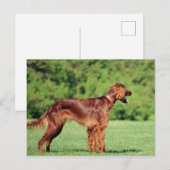 Ierse setter vol 2 briefkaart (Voorkant / Achterkant)
