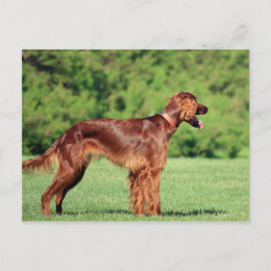 Ierse setter vol 2 briefkaart