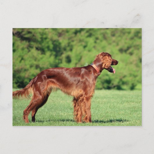 Ierse setter vol 2 briefkaart (Voorkant)