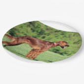 Ierse setter vol 2 papieren bordje (Gekanteld)