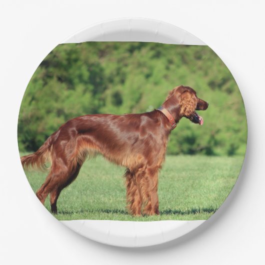 Ierse setter vol 2 papieren bordje (Voorkant)