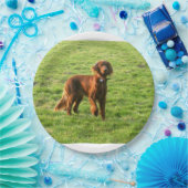 Ierse setter vol 2 papieren bordje (Feest)