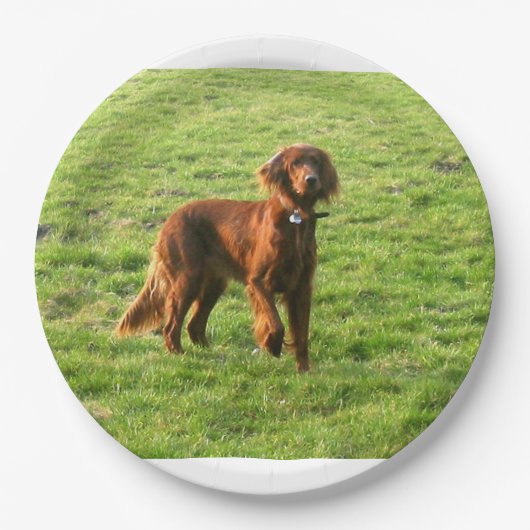 Ierse setter vol 2 papieren bordje (Voorkant)