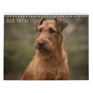 Ierse Terriërs 2027 Muurkalender Kalender