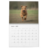 Ierse Terriërs 2027 Muurkalender Kalender (Mar 2027)