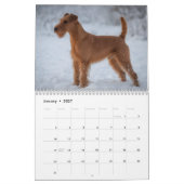 Ierse Terriërs 2027 Muurkalender Kalender (Jan 2027)