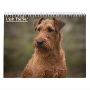 Ierse Terriërs 2027 Muurkalender Kalender