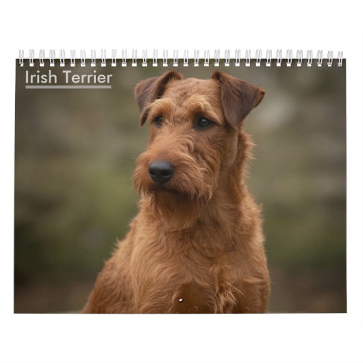 Ierse Terriërs 2027 Muurkalender Kalender (Hoes)