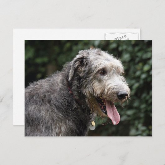 ierse wolfshond briefkaart (Voorkant / Achterkant)