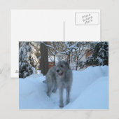 Ierse wolfshond briefkaart (Voorkant / Achterkant)