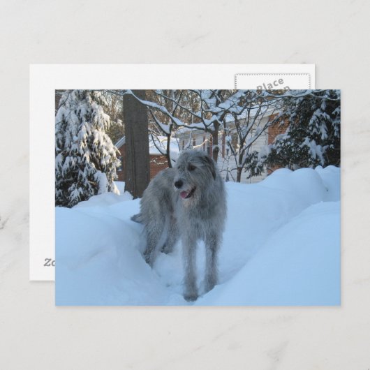 Ierse wolfshond briefkaart (Voorkant / Achterkant)