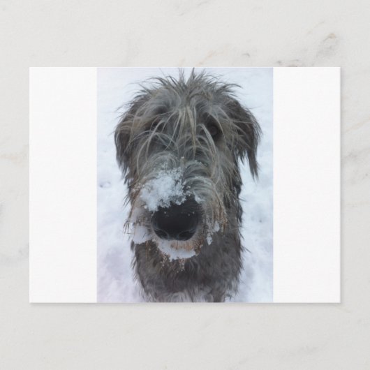 ierse wolfshond speelt in de sneeuw briefkaart (Voorkant)