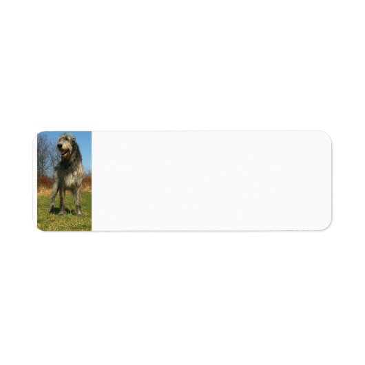 Ierse wolfshond vol etiket (Voorkant)