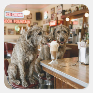 Ierse Wolfshonden delen een milkshake Vierkante Sticker